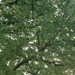 Aegle marmelos Fruto