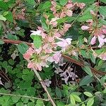 Abelia schumannii Flor