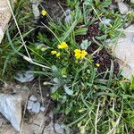 Draba aizoides Агульны выгляд