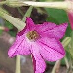 Nicotiana acuminata Flor