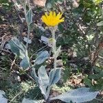 Hieracium tomentosum Fleur