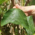 Passiflora biflora Leaf