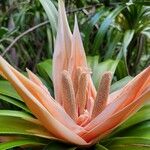 Freycinetia arborea Flor