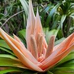 Freycinetia arborea Blomma