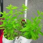 Aloysia citriodora Blad