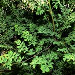 Thalictrum minus Feuille