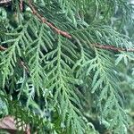 Thuja plicata 叶