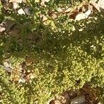 Dysphania botrys Mbuma