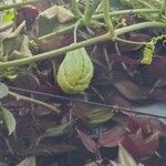 Sechium edule Φρούτο
