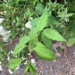 Spiraea miyabei Hoja