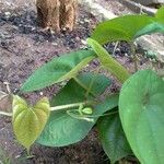 Dioscorea alata Leaf