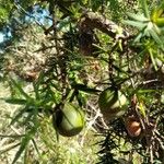 Juniperus oxycedrusFruto