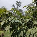 Acer carpinifolium Likasa