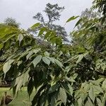 Acer carpinifolium Leaf