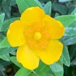 Hypericum × hidcoteense ফুল