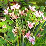 Butomus umbellatus Blüte