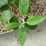 Salvia discolor Leaf
