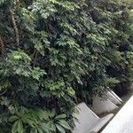 Schefflera arboricola葉