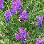 Vicia cracca Blomma