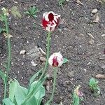 Tulipa grengiolensis Flower