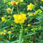 Hypericum frondosum Květ