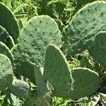 Opuntia orbiculata Blad