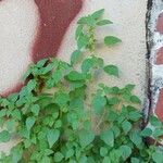 Parietaria debilis Folha