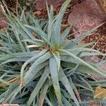 Aloe parvula Habitus