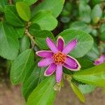 Grewia occidentalis Flower