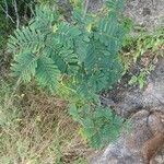 Entada leptostachya Leaf