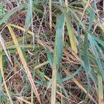 Carex hirta Hoja