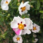 Cistus ladaniferKvet