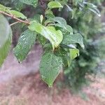 Prunus domestica Folio