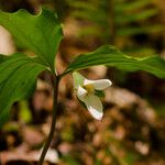 Trillium catesbaei Habit