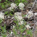 Ceanothus herbaceus Hábito