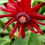 Illicium floridanum Blüte