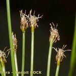 Eleocharis bonariensis Fruit