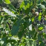Quercus faginea Лист