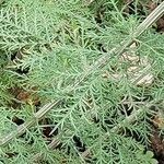 Artemisia alba Likasa