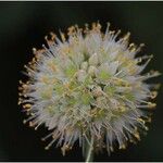 Allium saxatile Квітка