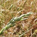 Bromus hordeaceusПлід