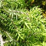 Juniperus macrocarpa Blad