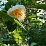 Stewartia rostrata Flor