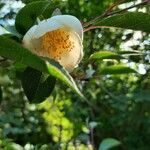 Stewartia rostrata Kvet