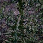 Cirsium vulgare Lapas