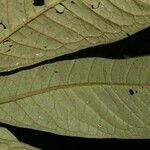 Psychotria alfaroana Liść