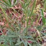 Lupinus luteus Leaf