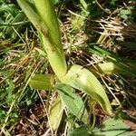 Anacamptis morio Leaf