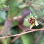 Geum urbanum ഫലം