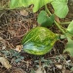 Cucurbita moschata果實